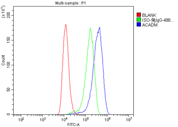 ACADM/MCAD Rabbit Polyclonal Antibody