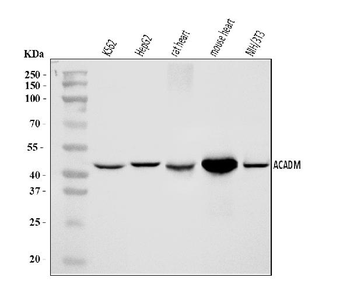ACADM/MCAD Rabbit Polyclonal Antibody