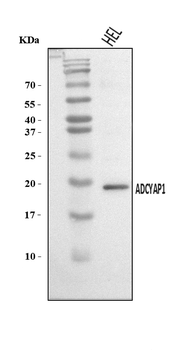 PACAP-38/ADCYAP1/PACAP Rabbit Polyclonal Antibody