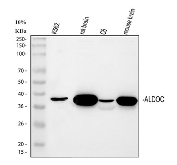 Aldolase C/ALDOC Rabbit Polyclonal Antibody