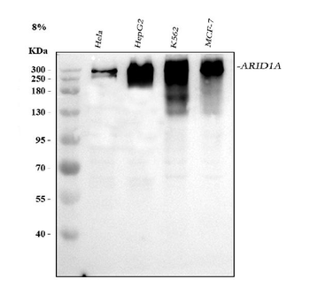 ARID1A Rabbit Polyclonal Antibody