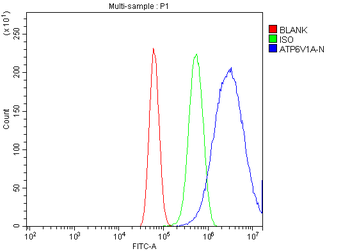 ATP6V1A Rabbit Polyclonal Antibody