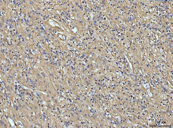 COL6A1 Rabbit Polyclonal Antibody
