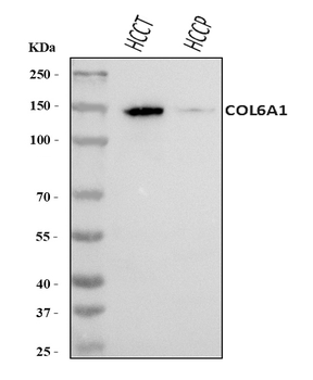 COL6A1 Rabbit Polyclonal Antibody