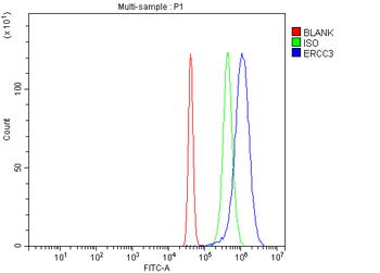 XPB/ERCC3 Rabbit Polyclonal Antibody