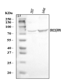 XPB/ERCC3 Rabbit Polyclonal Antibody