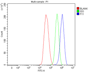 FXI/F11 Rabbit Polyclonal Antibody