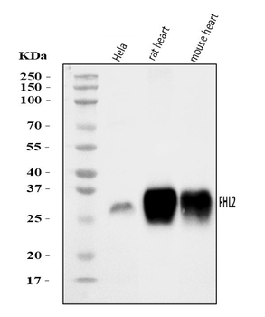 FHL2 Rabbit Polyclonal Antibody
