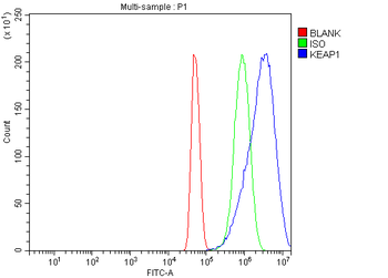 KEAP1 Rabbit Polyclonal Antibody