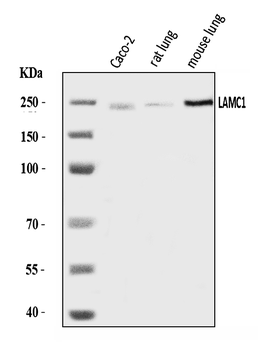 Laminin gamma 1/LAMC1 Rabbit Polyclonal Antibody