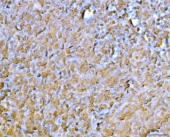 CD45/Ptprc Rabbit Polyclonal Antibody