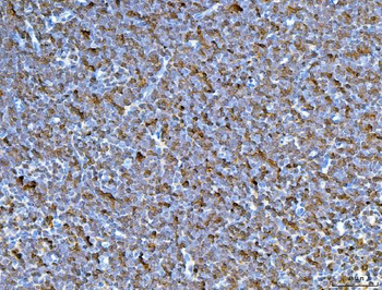 CD45/Ptprc Rabbit Polyclonal Antibody
