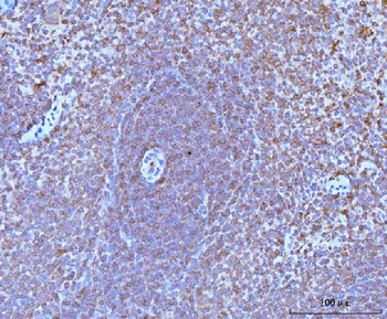 CD45/Ptprc Rabbit Polyclonal Antibody