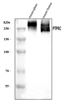 CD45/Ptprc Rabbit Polyclonal Antibody