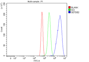 CLLD8/Setdb2 Rabbit Polyclonal Antibody