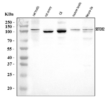 CLLD8/Setdb2 Rabbit Polyclonal Antibody