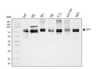 splicing factor 1 Mouse Monoclonal Antibody