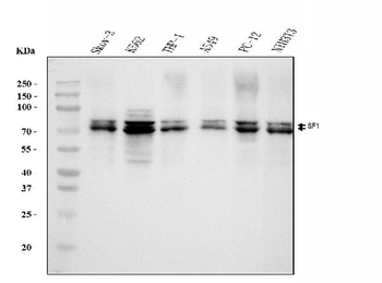 splicing factor 1 Mouse Monoclonal Antibody