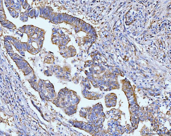 Grp75 Mouse Monoclonal Antibody