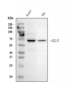 Glutaminase/GLS Mouse Monoclonal Antibody