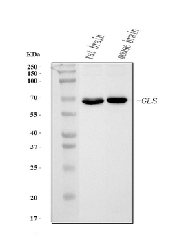 Glutaminase/GLS Mouse Monoclonal Antibody