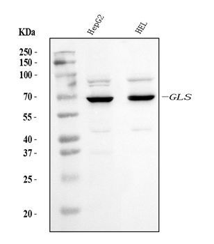 Glutaminase/GLS Mouse Monoclonal Antibody