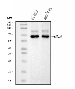 Glutaminase/GLS Mouse Monoclonal Antibody