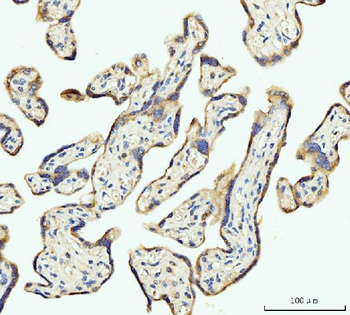 DHODH Mouse Monoclonal Antibody
