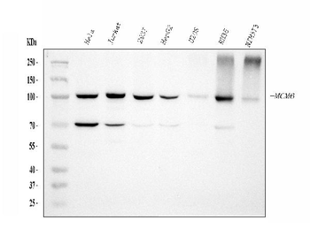 MCM6 Mouse Monoclonal Antibody