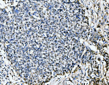MCM6 Mouse Monoclonal Antibody