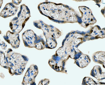 MCM6 Mouse Monoclonal Antibody