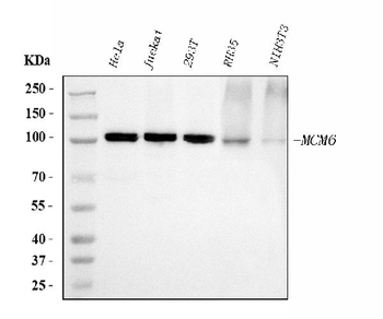 MCM6 Mouse Monoclonal Antibody