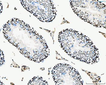 MCM6 Mouse Monoclonal Antibody