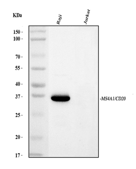 CD20/MS4A1 Mouse Monoclonal Antibody