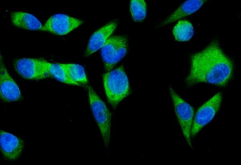 SND1 Mouse Monoclonal Antibody