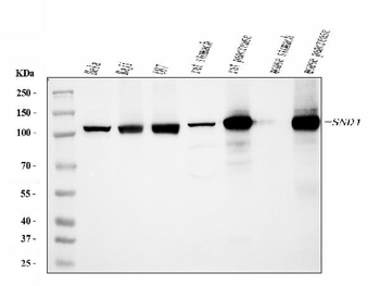 SND1 Mouse Monoclonal Antibody