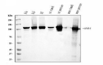 SND1 Mouse Monoclonal Antibody