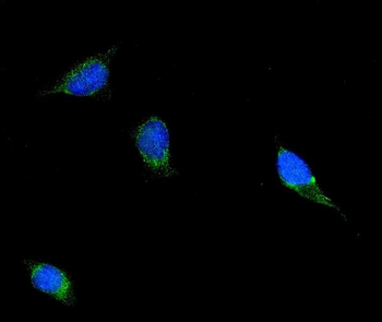 Filamin B/FLNB Mouse Monoclonal Antibody