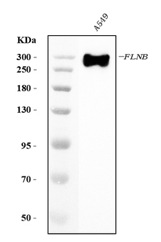 Filamin B/FLNB Mouse Monoclonal Antibody