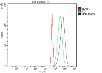 NFIB/NF1B2 Mouse Monoclonal Antibody