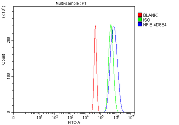 NFIB/NF1B2 Mouse Monoclonal Antibody