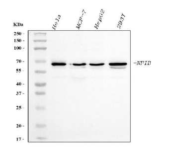 NFIB/NF1B2 Mouse Monoclonal Antibody