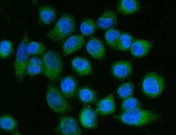 FACL4/ACSL4 Mouse Monoclonal Antibody
