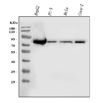 FACL4/ACSL4 Mouse Monoclonal Antibody