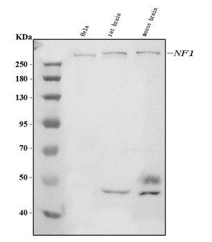 Neurofibromin/NF1 Mouse Monoclonal Antibody