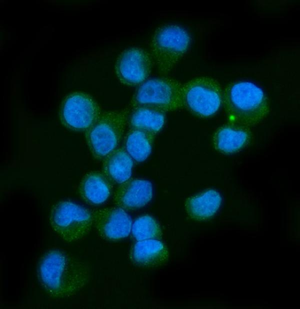 Neurofibromin/NF1 Mouse Monoclonal Antibody