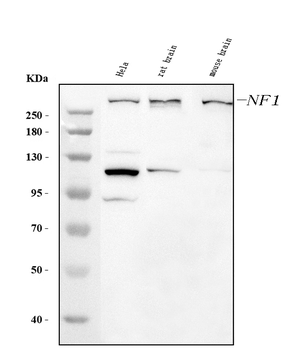 Neurofibromin/NF1 Mouse Monoclonal Antibody