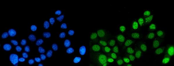 DYNLL1/PIN Mouse Monoclonal Antibody