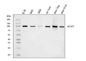 RALBP1 Mouse Monoclonal Antibody