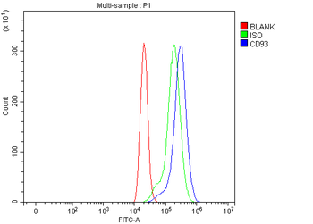 CD93 Rabbit Polyclonal Antibody